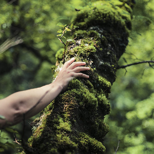 image of green forest