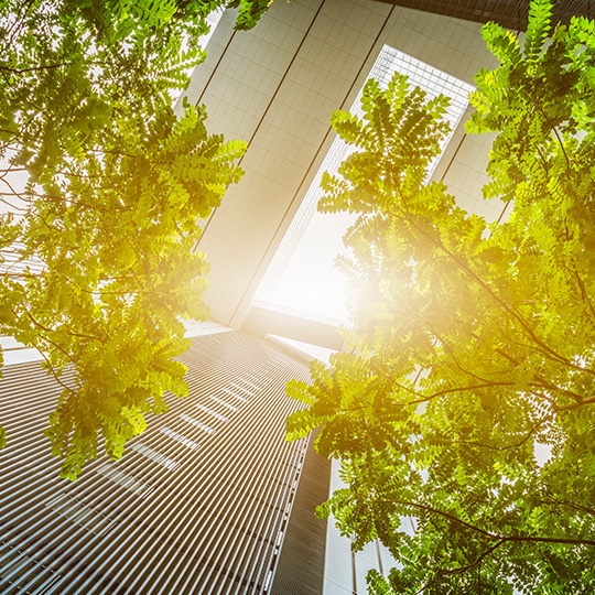 view from below of trees next to office buildings
