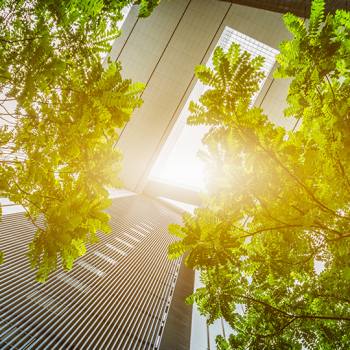 33 Jahre view from below of trees next to office buildings