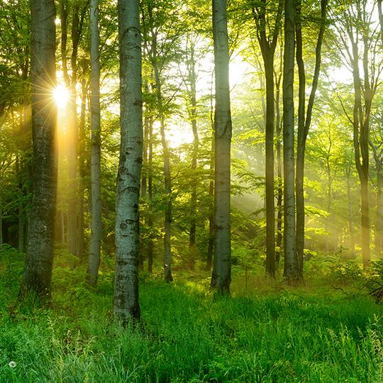 Répondre aux demandes shot of sun through trees in a forest