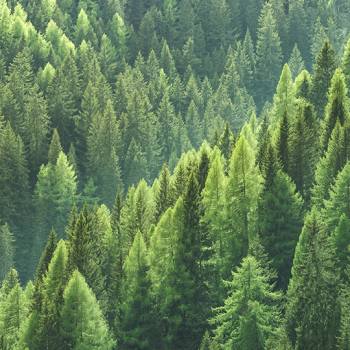 Umweltfreundlicher Toner aerial shot of trees in forest